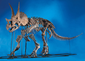 Virtually complete Triceratops skeleton. Heritage Auctions image.